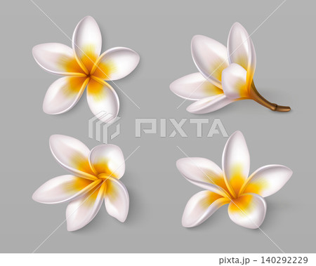 Tropical frangipani flowers, plumeria blossoms 140292229