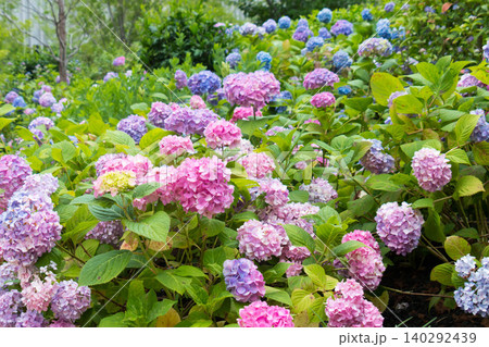 画面いっぱいに咲き誇る色鮮やかなアジサイの花畑 画面いっぱいに咲き誇る色鮮やかなアジサイの花畑 140292439