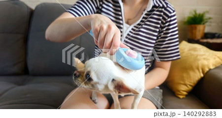 Woman grooming a chihuahua with a blue comb while sitting on a gray couch, indoor setting with a plant and decorative pillow visible in the background 140292883