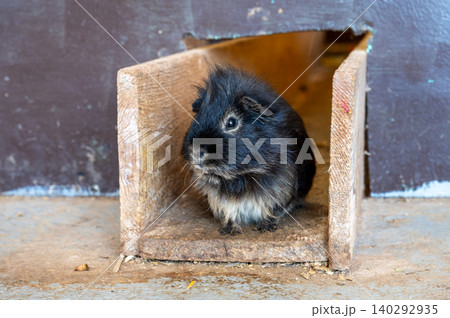 Close-Up of a Cute and Funny Guinea Pig 140292935