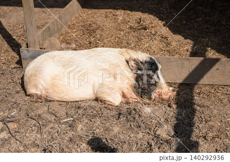 Sleeping Pig on a Peaceful Farm 140292936