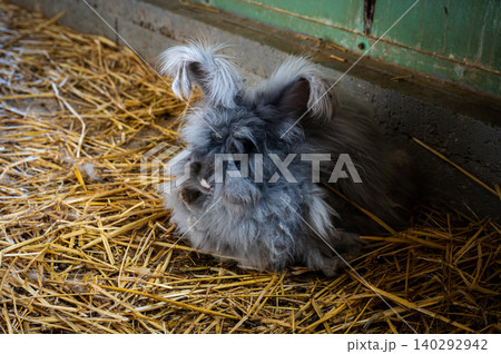 Cute rabbit sitting in farm Cute rabbit sitting in farm 140292942