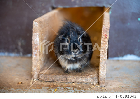 Close-Up of a Cute and Funny Guinea Pig Close-Up of a Cute and Funny Guinea Pig 140292943