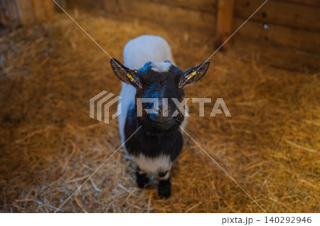Close-Up of a small white-brown Goat Close-Up of a small white-brown Goat 140292946