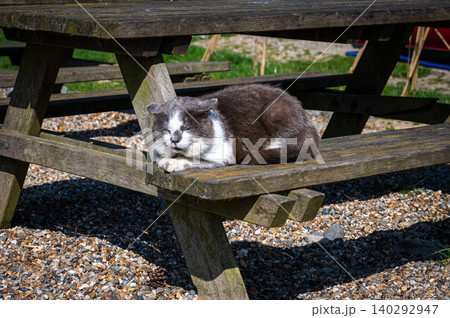 Playful Domestic Cat Relaxing on Wooden Bench Playful Domestic Cat Relaxing on Wooden Bench 140292947