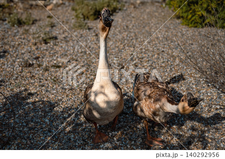 Two geese standing together on the farm 140292956