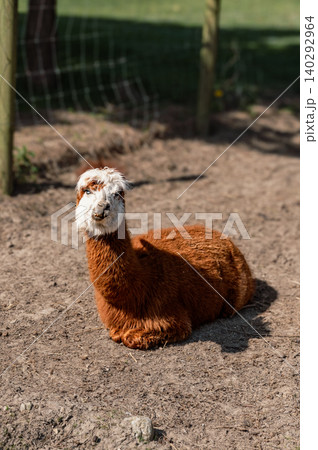 Happy Alpaca on a Sunny Alpaca Farm 140292964