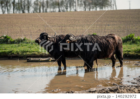 Yak standing calmly on the farm Yak standing calmly on the farm 140292972