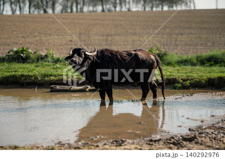 Yak standing calmly on the farm Yak standing calmly on the farm 140292976