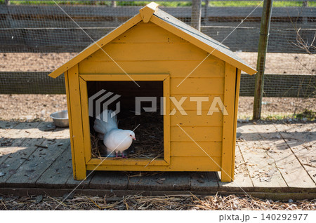 Pigeon perched in yellow farmhouse nook Pigeon perched in yellow farmhouse nook 140292977