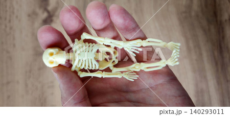 Small plastic skeleton model held in a human hand, showcasing intricate bone structure and details against a wooden background Small plastic skeleton model held in a human hand, showcasing intricate bone structure and details against a wooden background 140293011