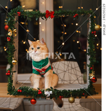 Golden Cat in Festive Sweater Among Twinkling Lights Golden Cat in Festive Sweater Among Twinkling Lights 140293229