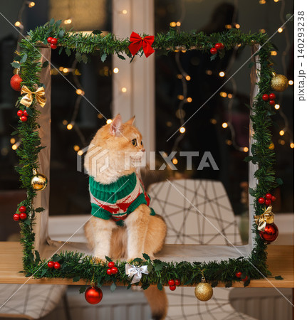 Golden Cat Looking Aside in Christmas Garland Frame Golden Cat Looking Aside in Christmas Garland Frame 140293238