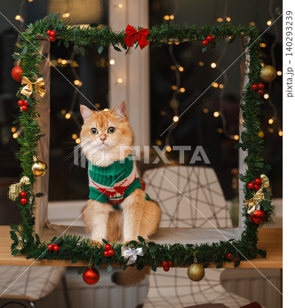 Golden Cat Gazing Up in Cozy Christmas Frame Golden Cat Gazing Up in Cozy Christmas Frame 140293239