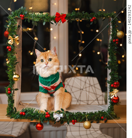 Golden Cat in Festive Frame Looking Up at Lights 140293242