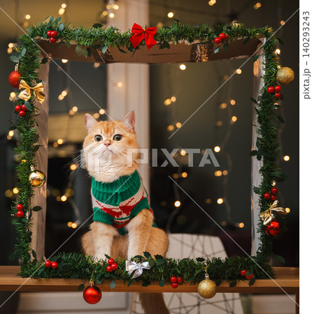 Golden Cat in Christmas Sweater Among Twinkling Lights Golden Cat in Christmas Sweater Among Twinkling Lights 140293243
