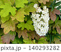 葉の色の濃淡や色合いが美しいカシワバアジサイ 140293282