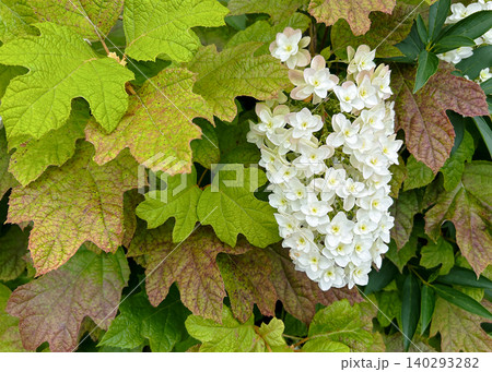 葉の色の濃淡や色合いが美しいカシワバアジサイ 葉の色の濃淡や色合いが美しいカシワバアジサイ 140293282