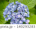 青い小花が美しい初夏のあじさい 140293283