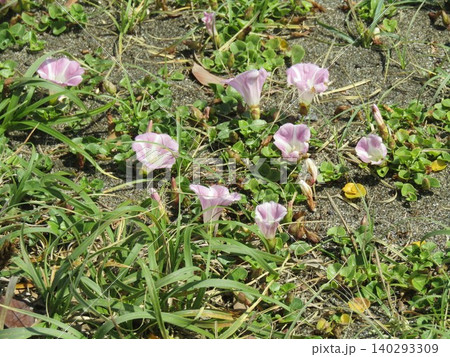 ハマヒルガオの桃色の花 140293309