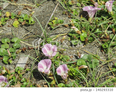 ハマヒルガオの桃色の花 ハマヒルガオの桃色の花 140293310