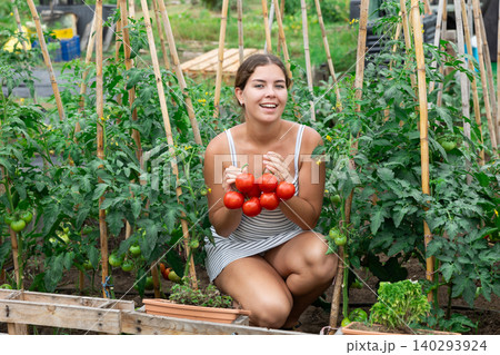 young girl in summer dress tomatoes harvest 140293924