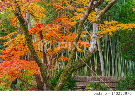京都 宝厳院の紅葉 京都 宝厳院の紅葉 140293976