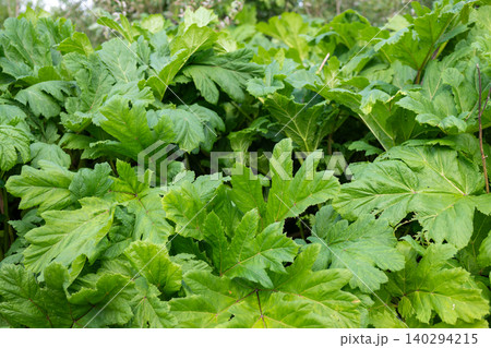 Close-up of vibrant green leaves with deep lobes and visible veins Close-up of vibrant green leaves with deep lobes and visible veins 140294215