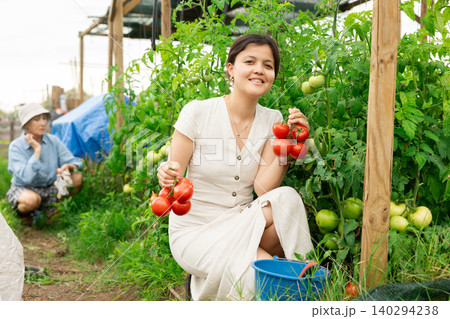 Asian woman tomatoes harvest Asian woman tomatoes harvest 140294238