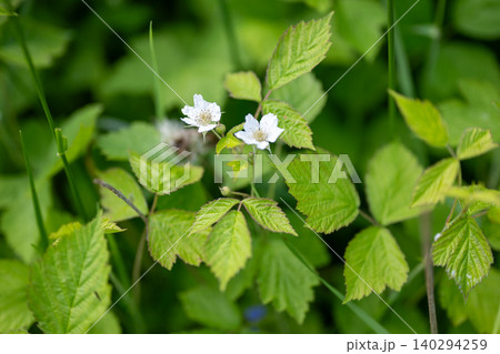 Close-up of white blossoms on a blackberry plant Close-up of white blossoms on a blackberry plant 140294259