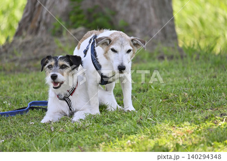 木陰でくつろぐ2匹の愛犬　ジャックラッセルテリア 140294348