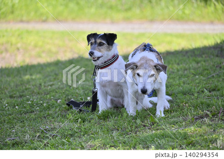 木陰でくつろぐ2匹の愛犬　ジャックラッセルテリア 140294354