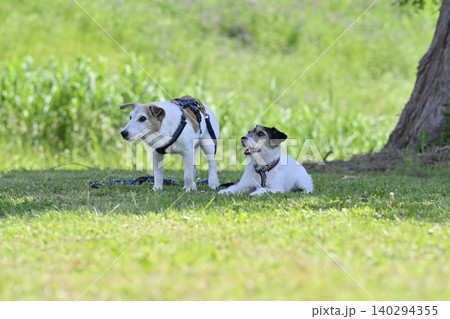 木陰でくつろぐ2匹の愛犬　ジャックラッセルテリア 140294355