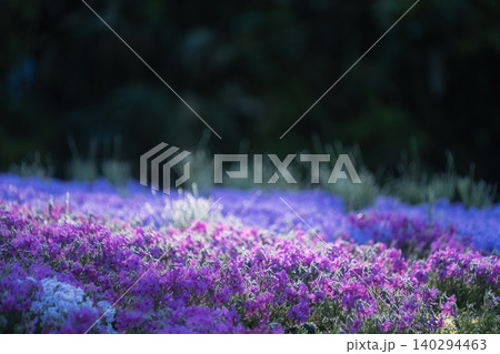 朝日を浴びてドラマチックに輝く朝露に濡れた満開の芝桜 朝日を浴びてドラマチックに輝く朝露に濡れた満開の芝桜 140294463