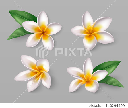 Tropical frangipani flowers, plumeria blossoms Tropical frangipani flowers, plumeria blossoms 140294499