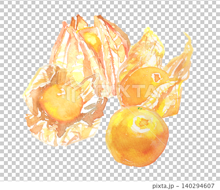 Watercolor illustration of edible ground cherry (Physalis alkekengi) Watercolor illustration of edible ground cherry (Physalis alkekengi) 140294607