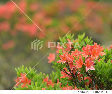 赤いツツジの花 140294819