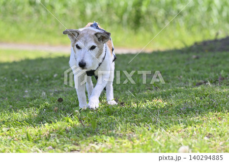 元気に歩く高齢犬 ジャックラッセルテリア 元気に歩く高齢犬 ジャックラッセルテリア 140294885