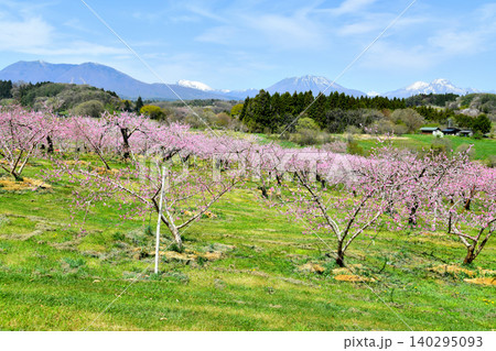 丹霞郷より飯縄山、黒姫山、妙高山方面を望む(長野県飯綱町)【2026.4】 140295093