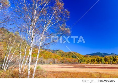 秋晴れの早朝 紅葉最盛期の小田代ヶ原 白樺の木々を前景に望む広大な草紅葉と山々の絶景無人 秋晴れの早朝 紅葉最盛期の小田代ヶ原 白樺の木々を前景に望む広大な草紅葉と山々の絶景無人 140295305
