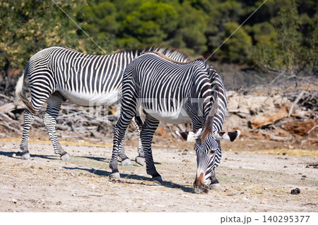Wild Grevys zebras eating grass in pasture on sunny day Wild Grevys zebras eating grass in pasture on sunny day 140295377