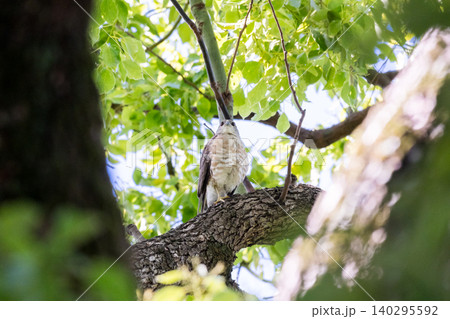 【野鳥】木の幹の間から様子見をするツミのオス 【野鳥】木の幹の間から様子見をするツミのオス 140295592
