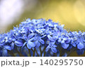 青い紫陽花 140295750