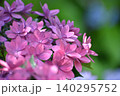 ピンクの紫陽花 140295752