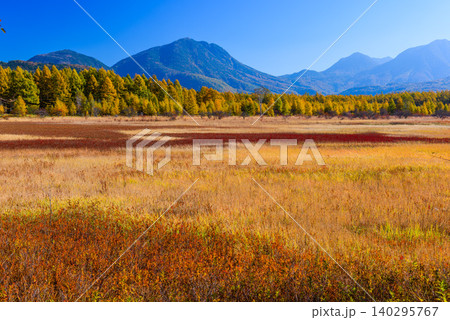 秋晴れの早朝 紅葉最盛期の奥日光・小田代ヶ原に広がる色鮮やかな草紅葉の絨毯と山々無人全景 秋晴れの早朝 紅葉最盛期の奥日光・小田代ヶ原に広がる色鮮やかな草紅葉の絨毯と山々無人全景 140295767