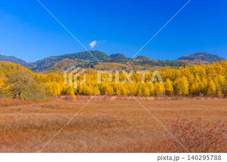 秋晴れの早朝 紅葉最盛期の奥日光・小田代ヶ原に広がる色鮮やかな草紅葉の絨毯と山々無人全景 秋晴れの早朝 紅葉最盛期の奥日光・小田代ヶ原に広がる色鮮やかな草紅葉の絨毯と山々無人全景 140295788