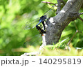 木にとまるトンボ 140295819