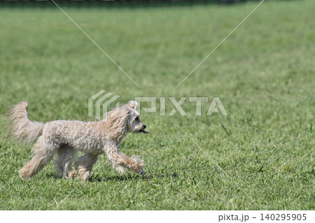 ドッグランで遊ぶ愛犬　マルプー（マルチーズ×トイプードル） 140295905