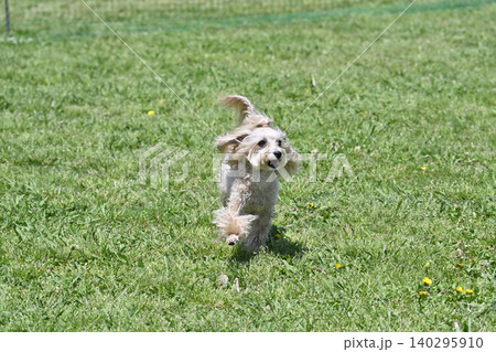 ドッグランで遊ぶ愛犬 マルプー(マルチーズ×トイプードル) ドッグランで遊ぶ愛犬 マルプー(マルチーズ×トイプードル) 140295910