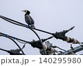 高圧電線で羽を休めるカワウ 高圧電線で羽を休めるカワウ 140295980